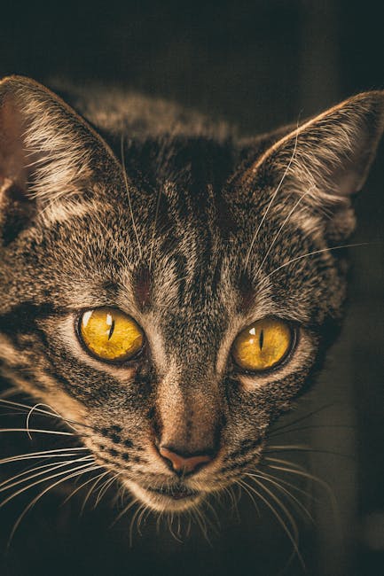 A domestic tabby cat with white and brown striped fur is lying inside an open, slightly damaged cardboard box placed on top of another closed cardboard box. The box is situated on a dark tiled floor n